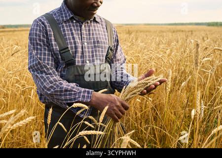 Middle aged Black man inspecting ripe wheat in field, holding stalks with both hands, examining grain quality during harvest season, agricultural worker standing among tall golden crops Stock Photo