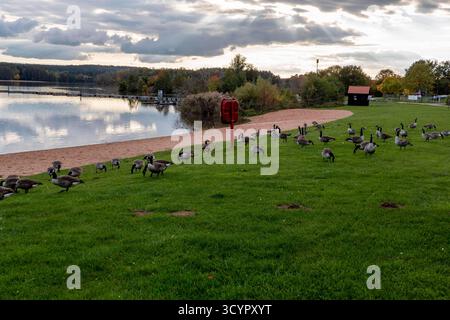 Badehalbinsel Absberg , kleiner Brombachsee im Herbst, Strand mit Gänse 15.10.25 *** Bathing peninsula Absberg, small Brombachsee in fall, beach with geese 15 10 25 Stock Photo