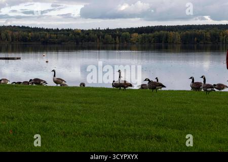 Badehalbinsel Absberg , kleiner Brombachsee im Herbst, Strand mit Gänse 15.10.25 *** Bathing peninsula Absberg, small Brombachsee in fall, beach with geese 15 10 25 Stock Photo