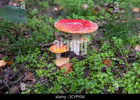 Badehalbinsel Absberg , Fliegenpilz im Herbst, 16.10.25 *** Absberg bathing peninsula, fly agaric in fall, 16 10 25 Stock Photo