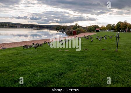 Badehalbinsel Absberg , kleiner Brombachsee im Herbst, Strand mit Gänse 15.10.25 *** Bathing peninsula Absberg, small Brombachsee in fall, beach with geese 15 10 25 Stock Photo