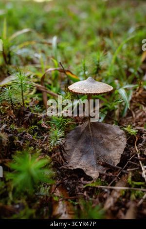 Wild mushroom growing on forest floor amongst moss and leaves Stock Photo