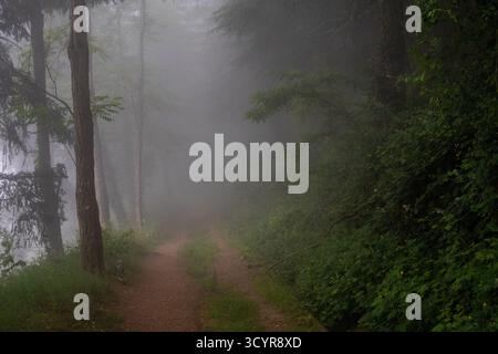 Dirt path winding through dense woods, covered in thick morning fog creating a mysterious and atmospheric scene Stock Photo