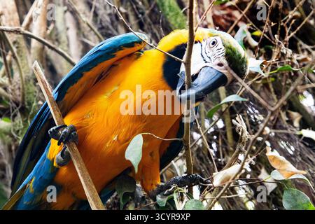 Blue and yellow macaw perched among rainforest trees Stock Photo