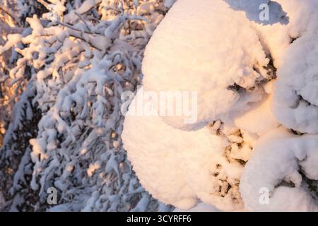 Snow covered branches of a tree in sunset Stock Photo
