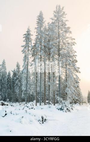 Hoarfrost covered spruce trees in a forest Stock Photo