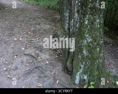 Burl on a beech tree. Irregular wood texture, natural detail, tree bark, texture. Close-up. Copyspace. Stock Photo