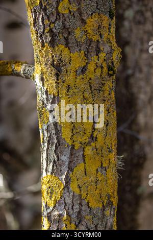 Maritime sunburst lichen Stock Photo