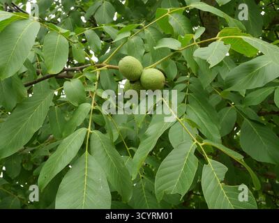 Three green walnuts hang on a branch with compound leaves. Copyspace. Stock Photo
