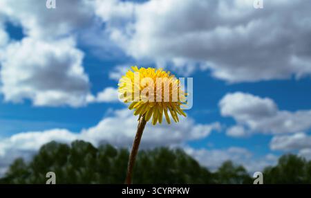 Yellow dandelion on the background of clouds and blue sky Stock Photo
