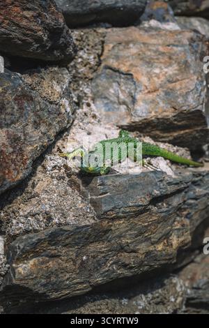 Green lizard resting on textured brown and grey sunlit rock wall Stock Photo
