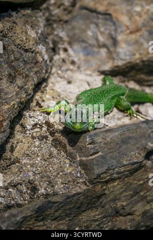 Close-up of a bright green lizard on a rough, sunlit stone wall, showing detailed texture and scales Stock Photo