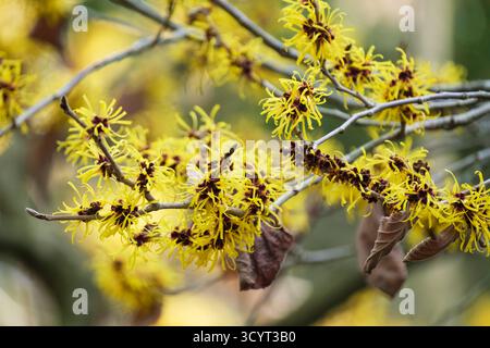 Hamamelis mollis, Chinese witch hazel, bright golden-yellow flowers in late winter Stock Photo