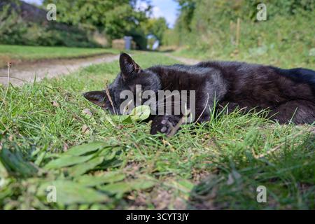 Black Domestic Cat having a well-earned rest after chasing (and catching) a rabbit. September, Kent, UK. Stock Photo