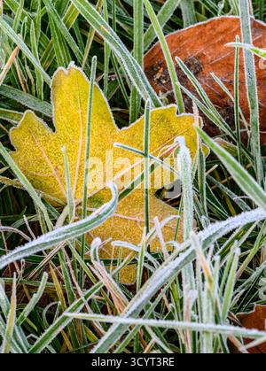 Fallen leaves covered in frost on a November morning Stock Photo