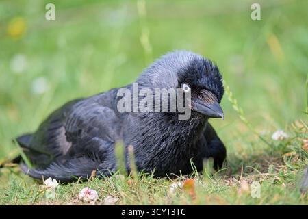 Jackdaws (Corvus monedula) lying down on grass on a hot day in summer. July, Kent, UK Stock Photo