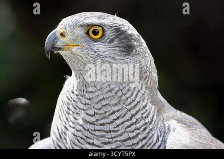 15.09.2024, Germany, Lower Saxony, Hannover - Portrait of a Siberian goshawk. 00S240915D446CAROEX.JPG [MODEL RELEASE: NOT Applicable, PROPERTY RELEASE Stock Photo