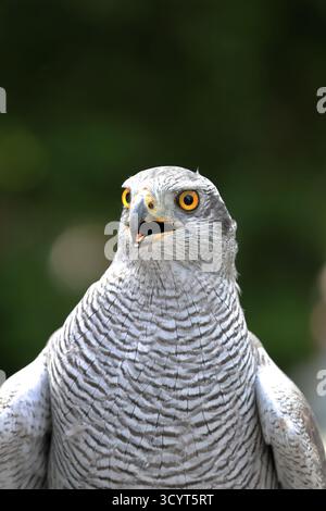 15.09.2024, Germany, Lower Saxony, Hannover - Portrait of a Siberian goshawk. 00S240915D442CAROEX.JPG [MODEL RELEASE: NOT Applicable, PROPERTY RELEASE Stock Photo