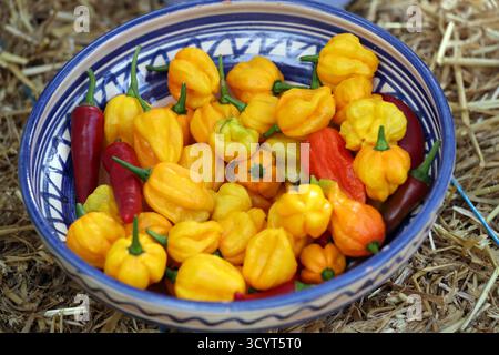 15.09.2024, Germany, Lower Saxony, Hannover - Small peppers in a bowl. 00S240915D454CAROEX.JPG [MODEL RELEASE: NOT Applicable, PROPERTY RELEASE: NO (c Stock Photo
