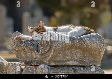 A cat sleeps on an ancient column in the ruins of Ephesus, Türkiye Stock Photo