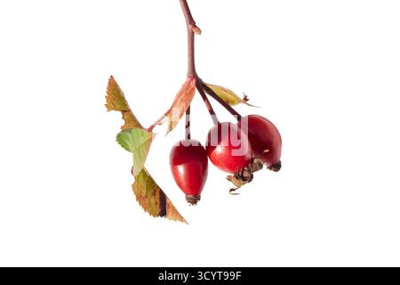 rosehips or dogrose fruits on branch isolated on white Stock Photo