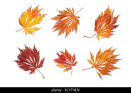 set of red, orange and yellow autumnal maple leaves isolated on white Stock Photo