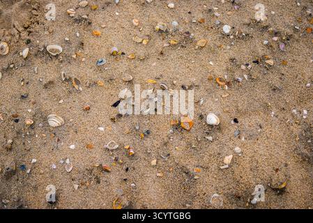 Scattered seashells of various shapes, colors, and fragments lie across the sandy beach in Katwijk, Netherlands, creating a natural mosaic of textures Stock Photo