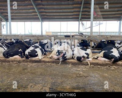 Black and white cows lie in a row with their backs to the viewer Stock Photo