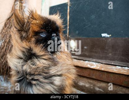 A fluffy pekignesse dog in windy winter weather Stock Photo