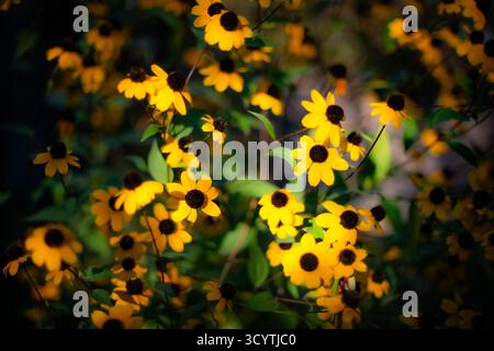 Bright yellow flowers in contrast light, in autumn time Stock Photo