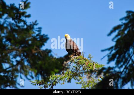 Bald eagle perched on fir tree against clear blue sky, striking wildlife image symbolizing power and freedom. Stock Photo