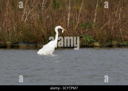 Great White Egret -  Ardea alba with caught fish in the bill. Stock Photo