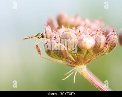 Sphaerophoria scripta (hoverfly) resting on an alpine umbellifer flower in Tignes, French Alps. Stock Photo