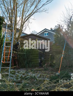 2 landscape gardeners prune trees in the garden. A fruit tree (plum tree) has been pruned. It is winter. Stock Photo