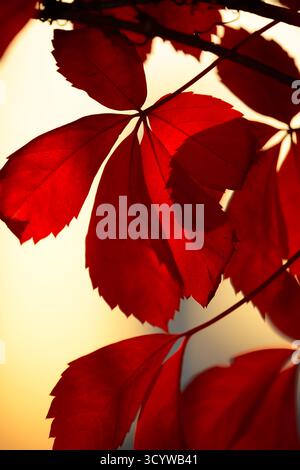 Vivid red autumn leaves glowing in warm backlight, creating a dramatic seasonal botanical background with rich fall color and soft focus Stock Photo