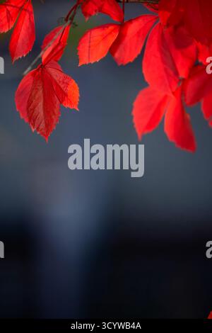 Vivid red autumn leaves glowing in warm backlight, creating a dramatic seasonal botanical background with rich fall color and soft focus Stock Photo