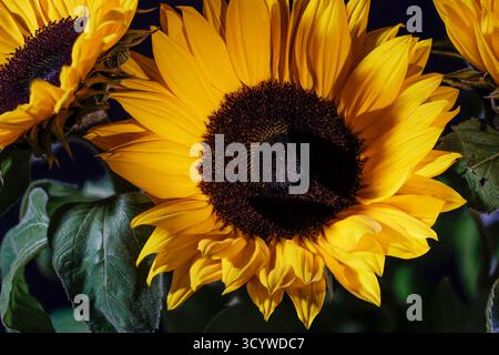 Close-up of a yellow sunflower, Helianthus annuus L., on a dark background/ Stock Photo