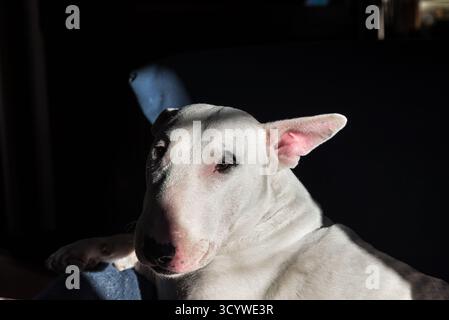 Close up of a white dog illuminated by the sun from a window, on a dark background. Adult dog of the English Bull Terrier breed Stock Photo