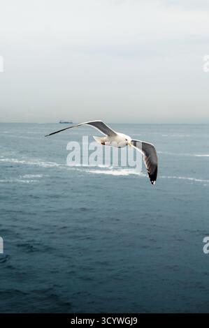 A seagull gracefully flying over the ocean with a ship in the distance. Stock Photo