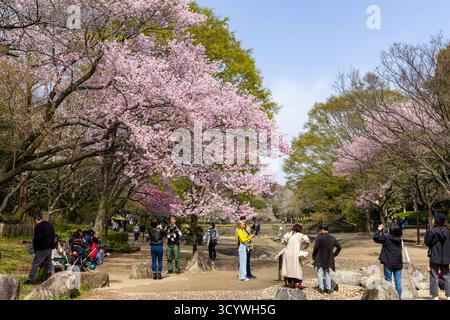 People taking photos and relaxing under cherry blossoms during spring in Japan Stock Photo