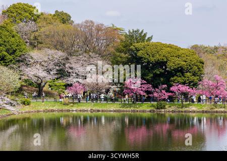 Pink and white cherry blossoms reflected in the water of a pond in Mitsuike Park Stock Photo