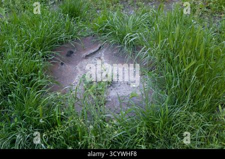 Rusty round metal cover lying on the ground, partly buried under sand and stones with grass growing through. Surrounded by lush green grass. Atmospher Stock Photo