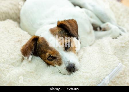 Jack Russell dog lying on dog bed in house living room Stock Photo