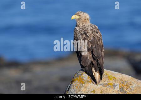 White-tailed Eagle (Haliaeetus albicilla), subadult perched on a rock, Finnmark, Norway Stock Photo