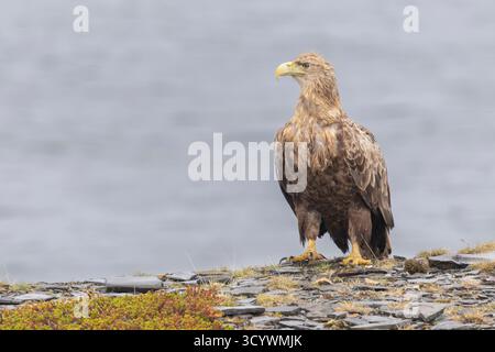 White-tailed Eagle (Haliaeetus albicilla), subadult perched on a rock, Finnmark, Norway Stock Photo