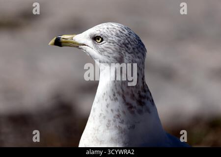 Close-up portrait of a seagull with detailed plumage and sharp focus on the eye. Stock Photo