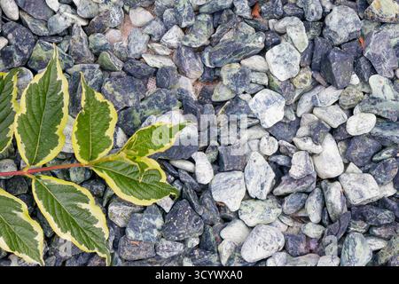 A detailed close-up of a variegated green leaf with yellow margins lying on a bed of gray and green stones. The image highlights natural texture, bala Stock Photo