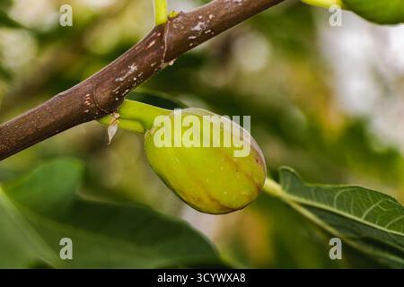A detailed macro shot of an unripe green fig hanging from a branch with fresh surrounding leaves. The image highlights the natural texture, organic gr Stock Photo