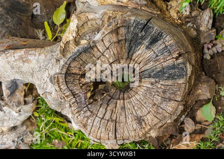 A close-up of an aged tree stump showing natural cracks, growth rings, and rich wooden texture. The stump lies among green plants and soil, symbolizin Stock Photo