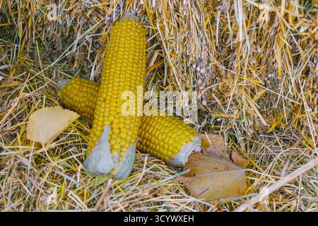 Close-up of two golden corn cobs resting on straw with dry leaves around them. The scene captures the essence of autumn harvest, agriculture, and coun Stock Photo